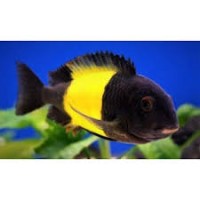 Tropheus moorii Ikola